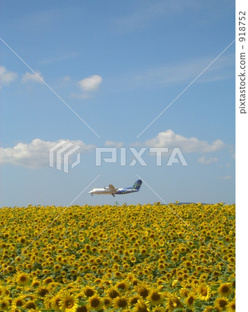 Sunflower Airport Sunflower Airport 918752