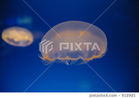 jellyfish, in the sea, undersea 918985