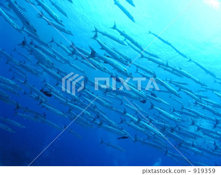 魚 梭魚類 魚群 919359