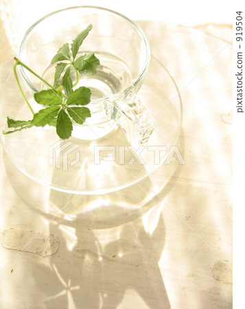 糖藤 室內盆栽 觀葉植物 919504