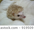 hedgehog, mouse, small animal 919509