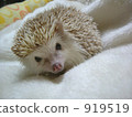 small animal, hedgehog, mouse 919519