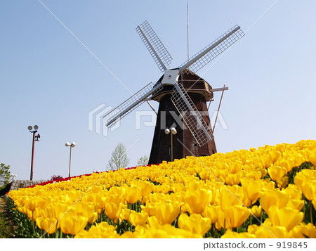 Windmill and yellow tulip (horizontal angle) Windmill and yellow tulip (horizontal angle) 919845