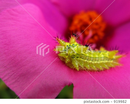 Pine needle button and caterpillar Pine needle button and caterpillar 919982