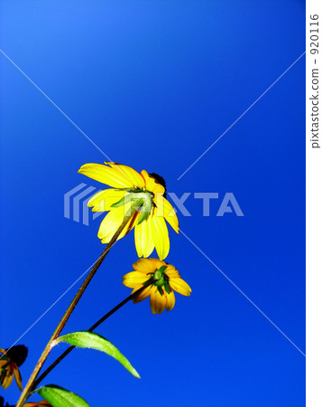 golden glow cutleaf coneflower, bloom, blossom 920116