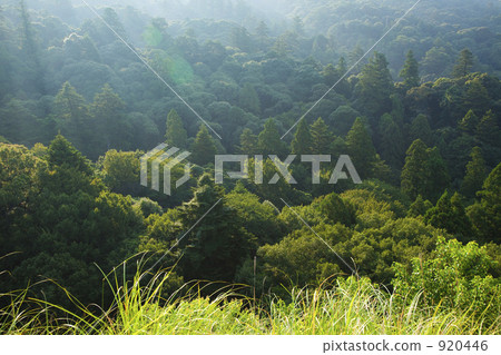 Kasugayama primitive forest 920446