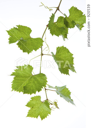 Vine of grapes 920539