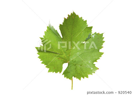 Grape leaves 920540
