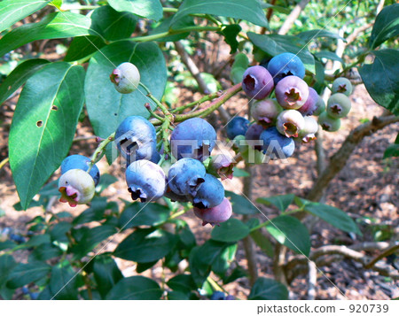 blueberry blueberry 920739