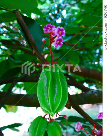 Star fruit 920740