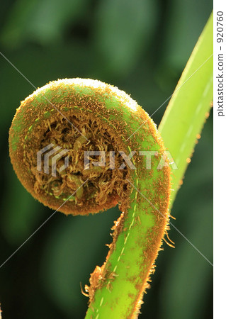 蕨類植物的芽 920760