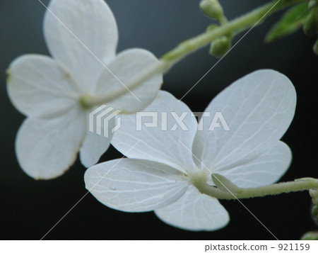 Nori zuti macro 921159