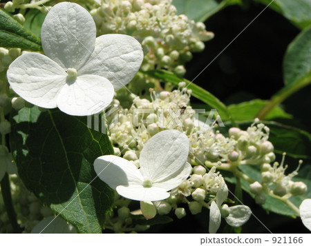 Nori zuti macro 921166