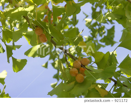 Ginkgo turning on a fruit (gion) 921172