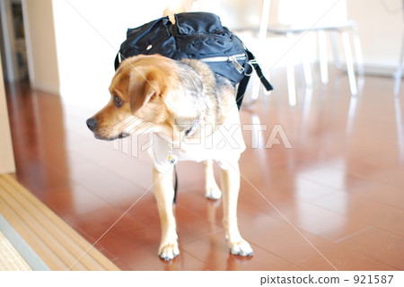 pet, pets, dog 921587