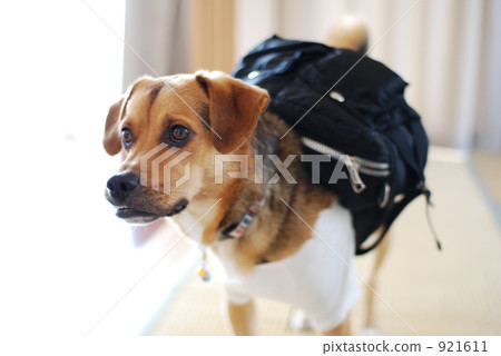 pet, pets, animal 921611