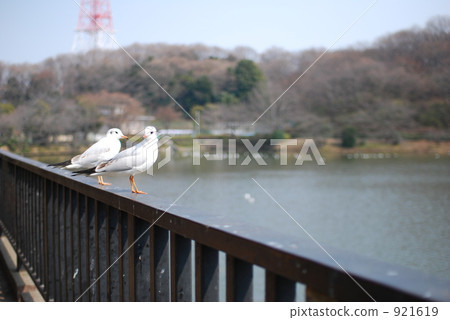 dove, bird, birds 921619