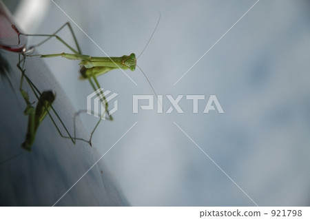 Mantis to look at 921798