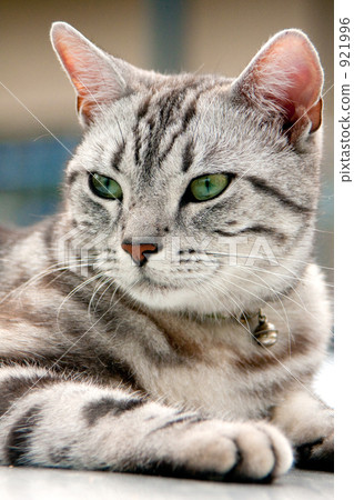 american shorthair, land mammals, cat 921996