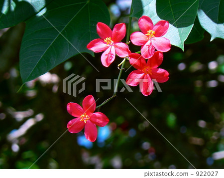 羚牛'Zakura 922027