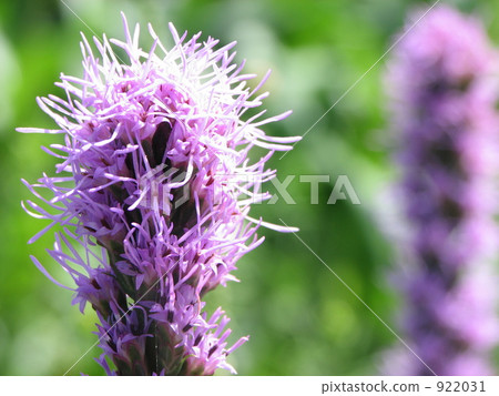 Kirinugiku (Riotris, Yuriazami) 922031