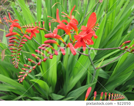 Himehigi ginsen 922050