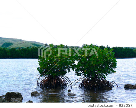 擁抱紅樹林 922057