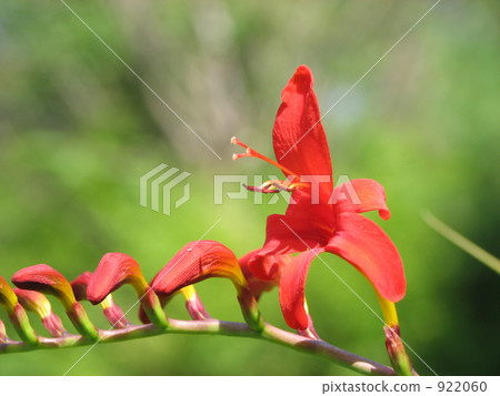 Himehigi ginsen 922060