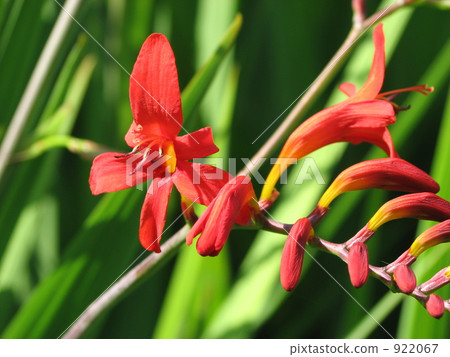 Himehigi ginsen 922067