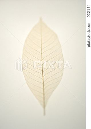 葉脈 自然 純真 922154