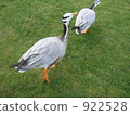 shorebird, water fowl, waterbird 922528