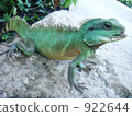 iguana, rock, rocky 922644
