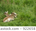 goat, goats, brown 922658