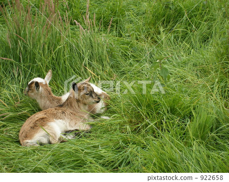 goat, goats, brown 922658