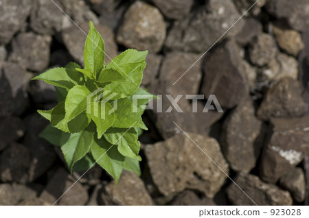 幼樹 幼樹 923028