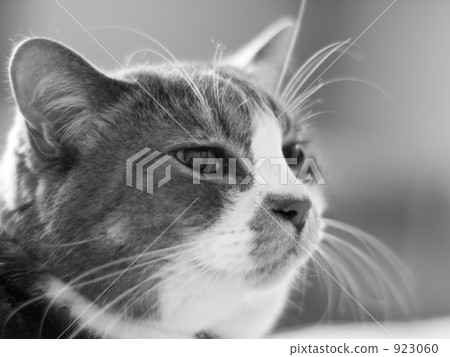 cat, pussy, monochrome 923060