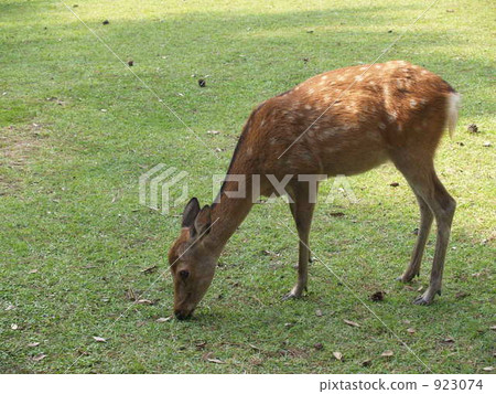 奈良鹿 奈良鹿 923074