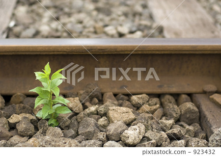 幼樹 樹苗 萌芽 923432