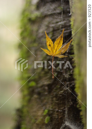 非常的 楓樹 紅楓 923520