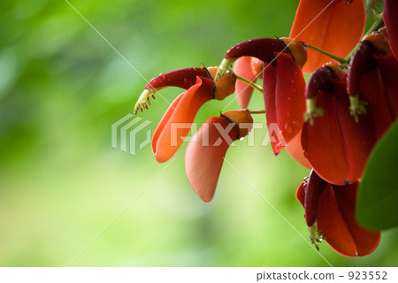 美國人·Deiko花 923552