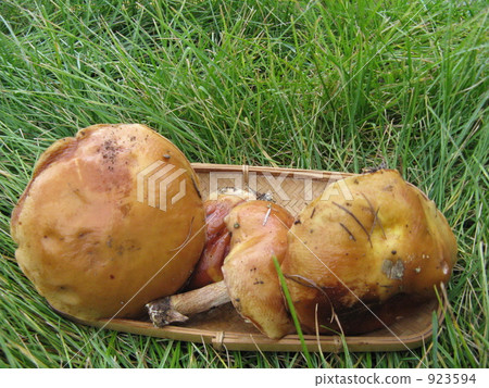 Deciduous leaf mushrooms 923594