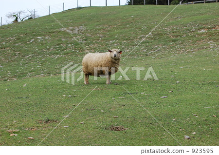 sheep, meadow, pasture 923595