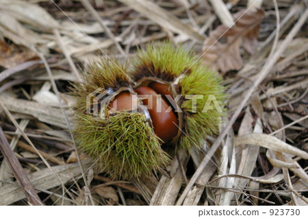 Falling chestnuts 923730