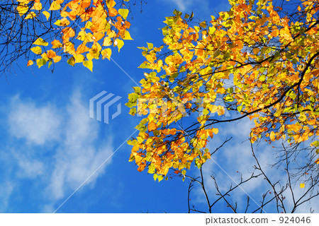 Koharu Hanawa Koharu Hanawa 924046