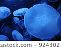 Jellyfish 924302