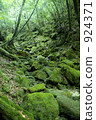 白谷雲水峽 山林 屋久島 924371