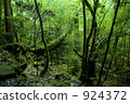 白谷雲水峽 松林 屋久島 924372