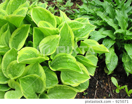 Fresh green bamboo leaves 925071