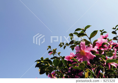 天空和鮮花 天空和鮮花 925320