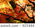 秋葉（楓葉，背光） 925484
